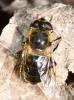 Eristalis tenax